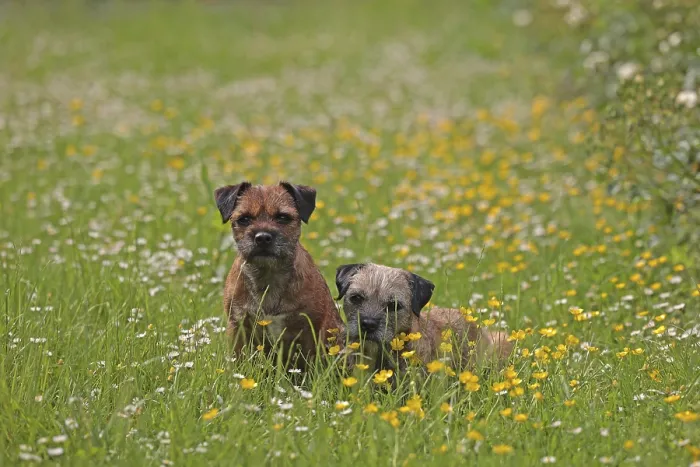 Framed Print : Border Terrier