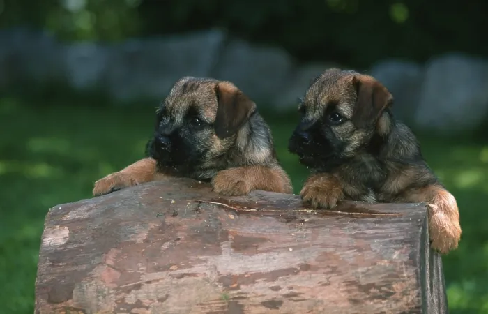 Framed Print : Border Terrier puppies Framed Print : Border Terrier puppies