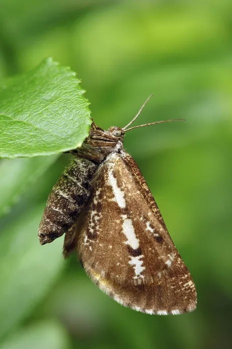 Framed Print : Bordered White (Bupalus piniaria)