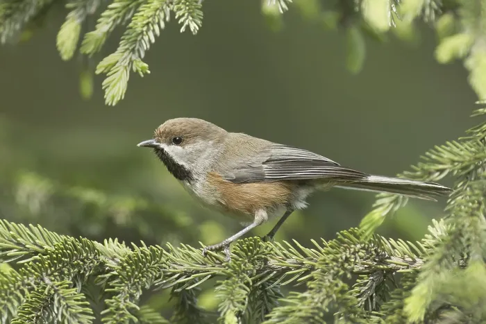 Framed Print : Boreal Chickadee (Poecile hudsonicus) Framed Print : Boreal Chickadee (Poecile hudsonicus)
