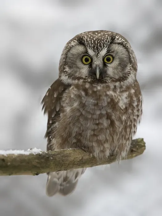 Framed Print : Boreal Owl (Aegolius funereus)