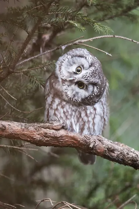 Framed Print : Boreal owl (Aegolius funereus) perched on a branch