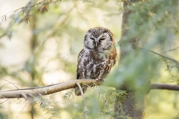 Framed Print : Boreal owl (Aegolius funereus) sitting in a tree in winter