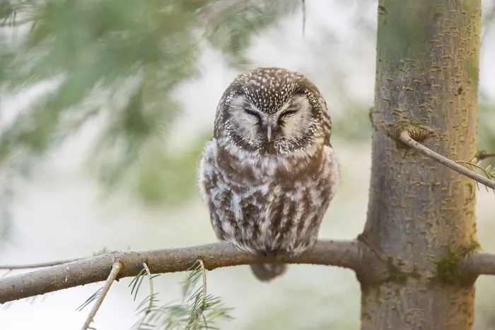 Framed Print : Boreal owl (Aegolius funereus) sitting in a tree in winter Framed Print : Boreal owl (Aegolius funereus) sitting in a tree in winter
