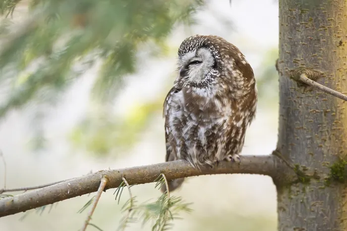 Framed Print : Boreal owl (Aegolius funereus) sitting in a tree in winter