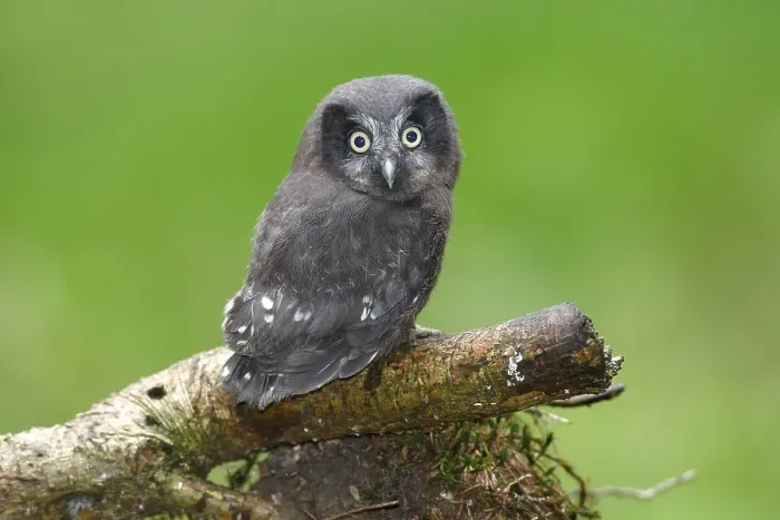 Framed Print : Boreal Owl or Tengmalm's Owl (Aegolius funereus)
