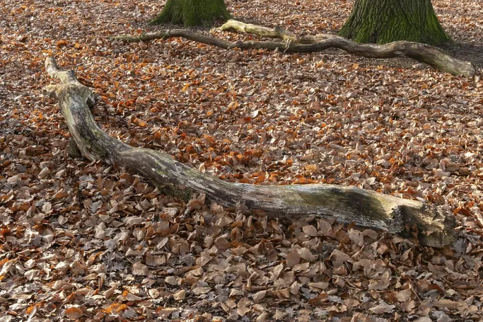 Framed Print : Borken, NRW, Germany, Decaying tree trunk lying on a ground covered with brown autumn leaves in a forest