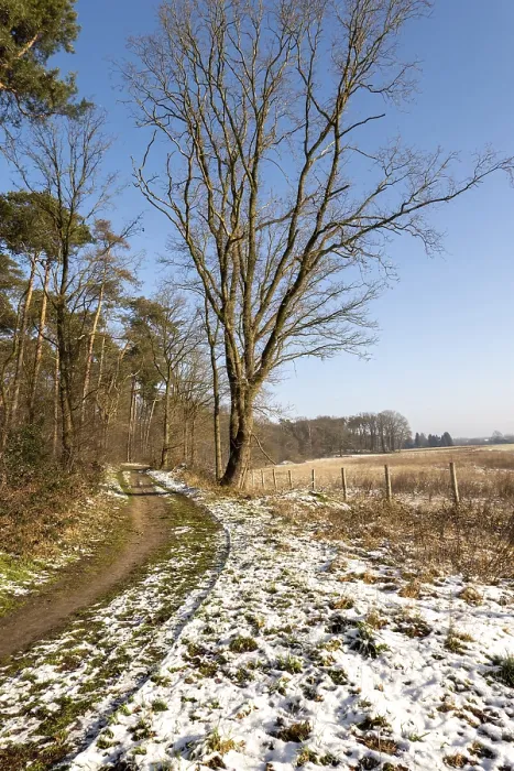 Framed Print : Borken, NRW, Germany Dirt path winding through snowy patches with a forest and a large bare tree beside it