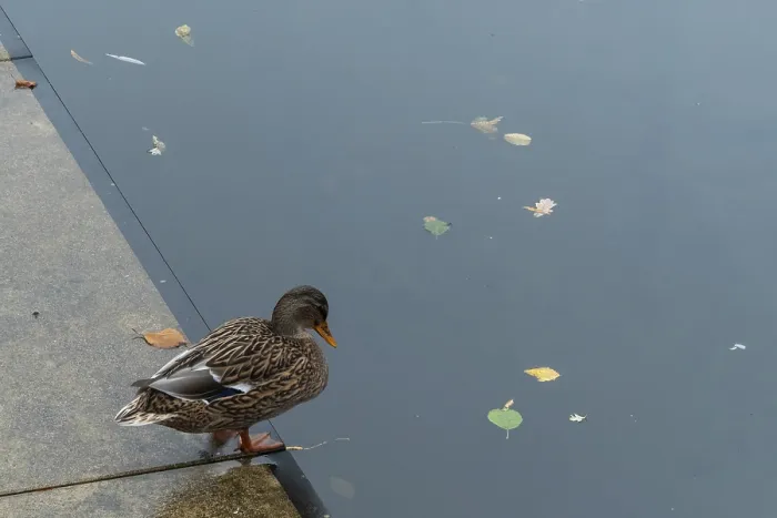 Framed Print : Borken, NRW, Germany, A duck stands carefully on the edge of a calm pond