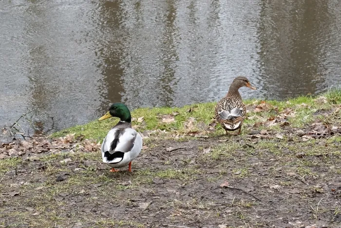 Framed Print : Borken, NRW, Germany, Mallard ducks standing together on the muddy riverbank beside rippling water
