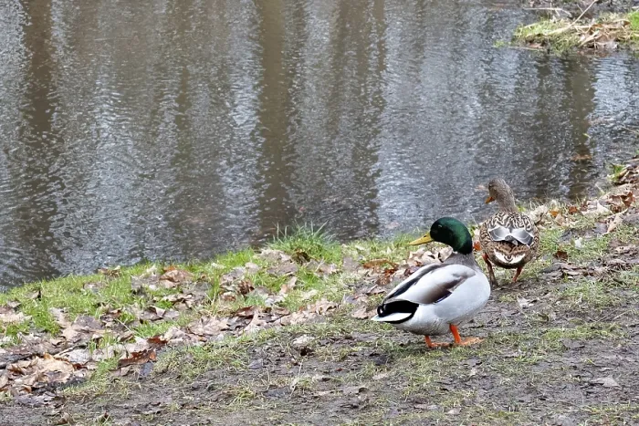 Framed Print : Borken, NRW, Germany, Two mallard ducks walking on muddy ground beside a calm pond surface