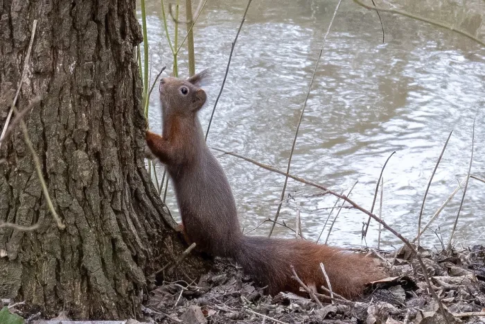 Framed Print : Borken, NRW, Germany, red squirrel standing at the base of a tree overlooking a flowing river