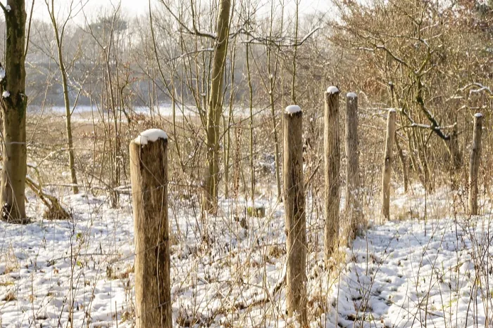 Framed Print : Borken, NRW, Germany, Wooden fence posts with wire in snowy winter forest Framed Print : Borken, NRW, Germany, Wooden fence posts with wire in snowy winter forest