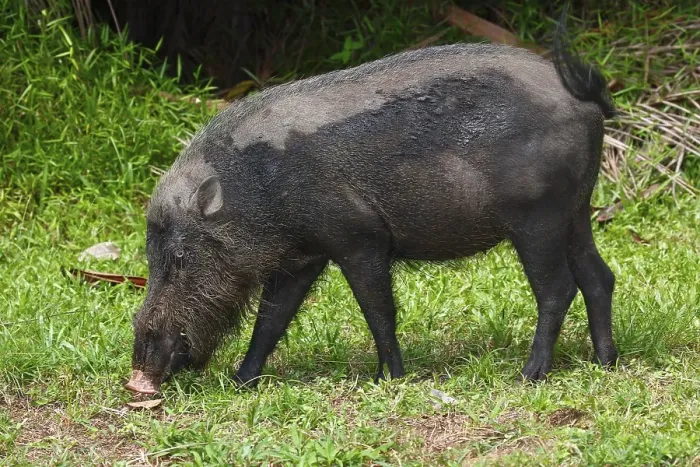 Framed Print : Bornean bearded pig (Sus barbatus)