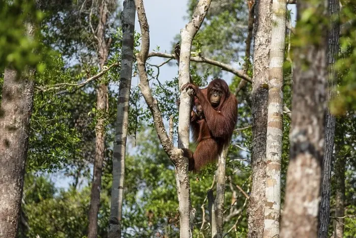 Framed Print : Bornean orangutan (Pongo pygmaeus)