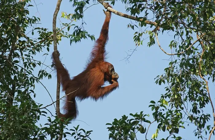 Framed Print : Bornean Orangutan (Pongo pygmaeus)