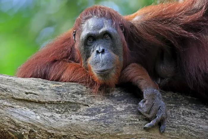 Framed Print : Bornean Orangutan (Pongo pygmaeus) Framed Print : Bornean Orangutan (Pongo pygmaeus)