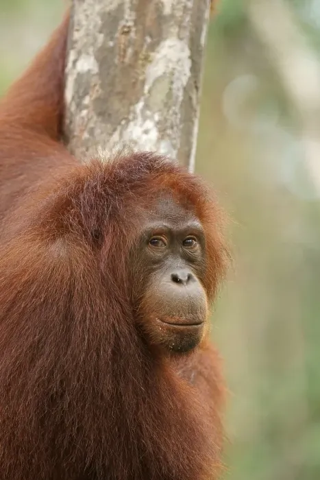 Framed Print : Bornean Orangutan (Pongo pygmaeus)