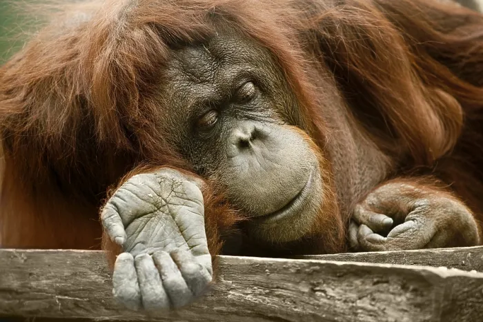 Framed Print : Bornean Orangutan (Pongo pygmaeus)