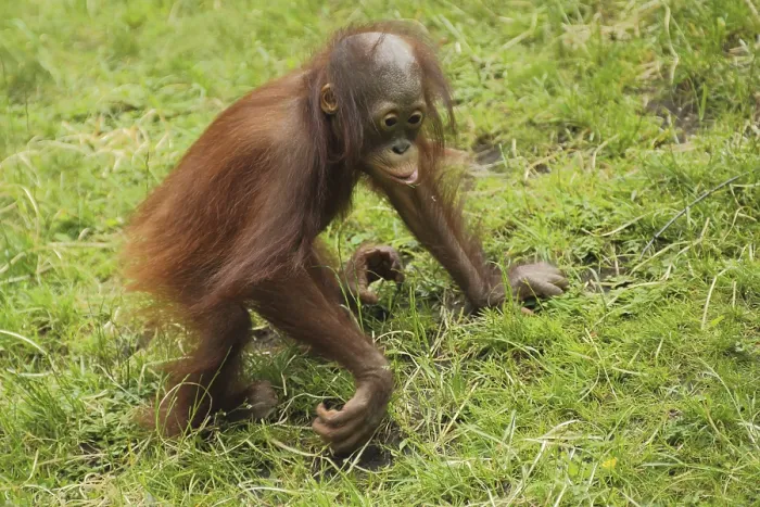 Framed Print : Bornean orangutan (Pongo pygmaeus)