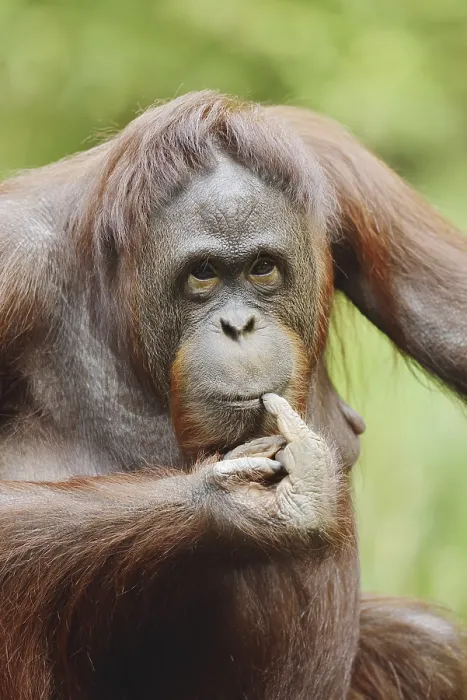Framed Print : Bornean orangutan (Pongo pygmaeus)