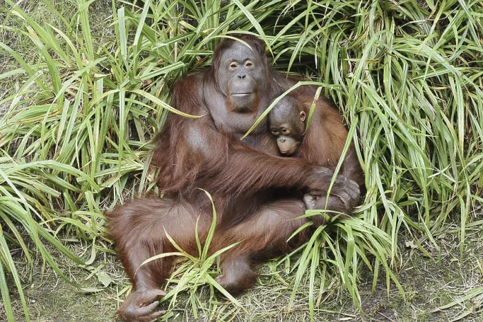 Framed Print : Bornean orangutan (Pongo pygmaeus)