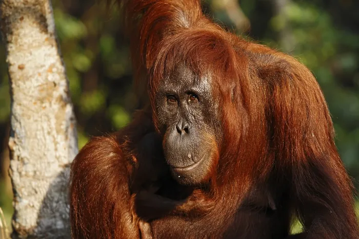 Framed Print : Bornean Orangutan (Pongo pygmaeus) in Tanjung Puting National Park