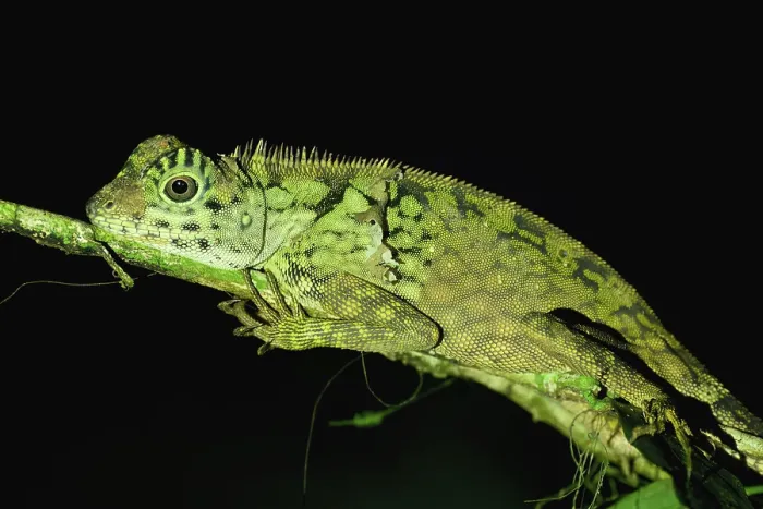Framed Print : Borneo anglehead lizard (Gonocephalus bornensis) on a branch at night