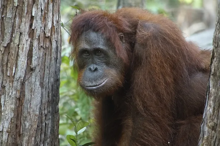 Framed Print : Borneo, Indonesia, Orang Utan, (Pongo pygmaeus) Framed Print : Borneo, Indonesia, Orang Utan, (Pongo pygmaeus)