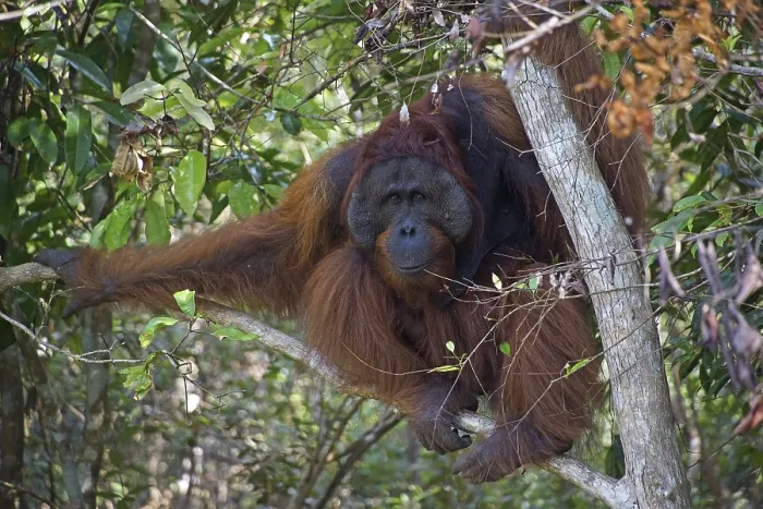 Framed Print : Borneo, Indonesia, Orang Utan, (Pongo pygmaeus)