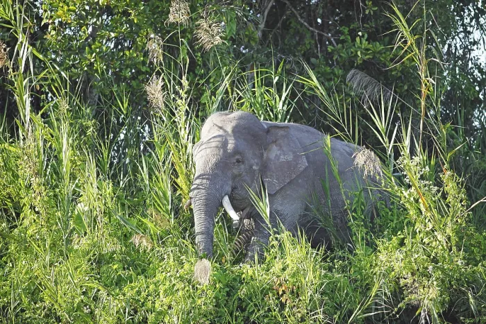Framed Print : Borneo pygmy elephant (Elephas maximus borneensis) in the rainforest
