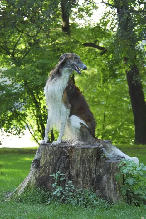 Framed Print : Borzoi, Russian Greyhound (canis lupus familiaris)