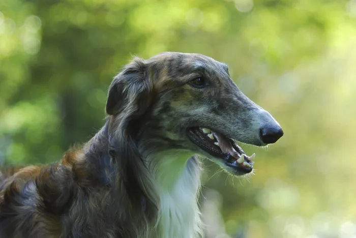 Framed Print : Borzoi, Russian Greyhound (canis lupus familiaris)