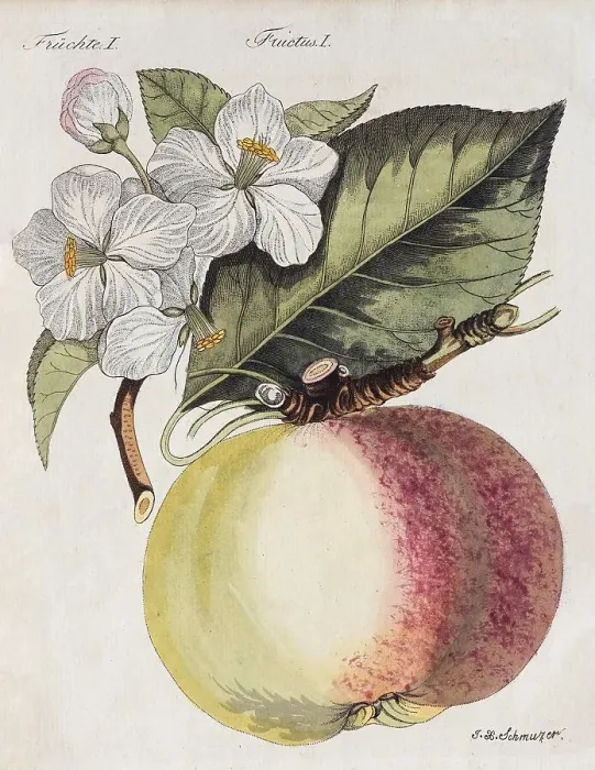 Framed Print : Boskoop, Apple tree (Malus domestica) Framed Print : Boskoop, Apple tree (Malus domestica)