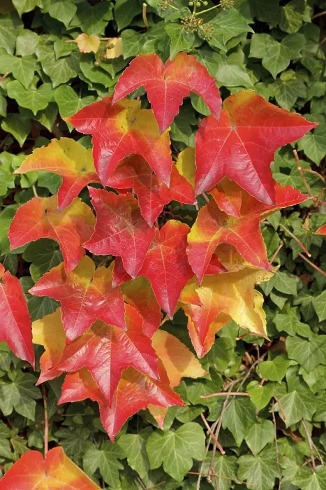 Framed Print : Boston ivy (Parthenocissus tricuspidata) and ivy