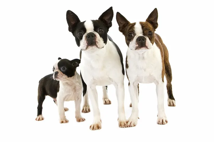Framed Print : BOSTON TERRIER DOG Framed Print : BOSTON TERRIER DOG