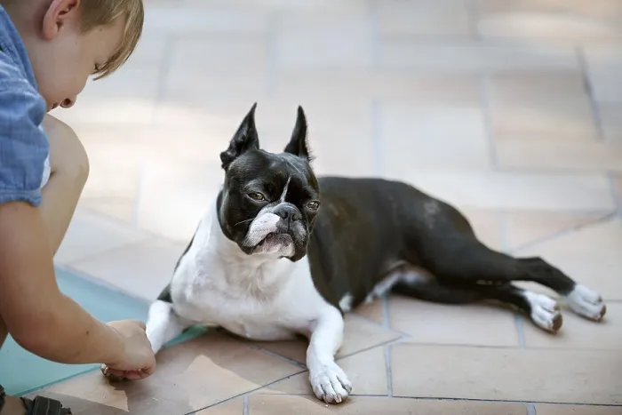 Framed Print : Boston Terrier eyeing suspiciously a little boy who wants to play with him Framed Print : Boston Terrier eyeing suspiciously a little boy who wants to play with him