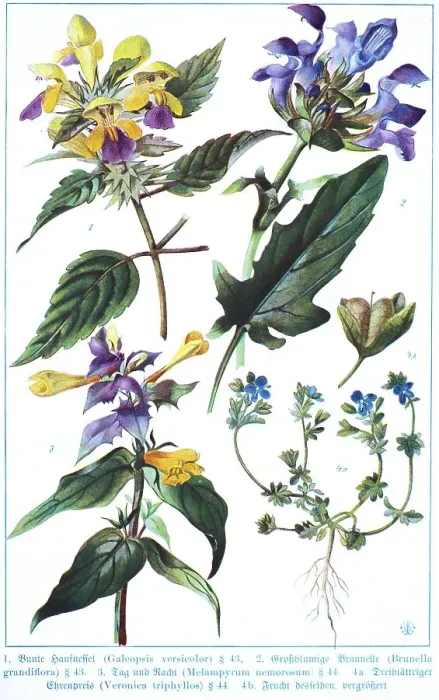 Framed Print : Botany, Colourful hemp nettle (Galeopsis versicolor)