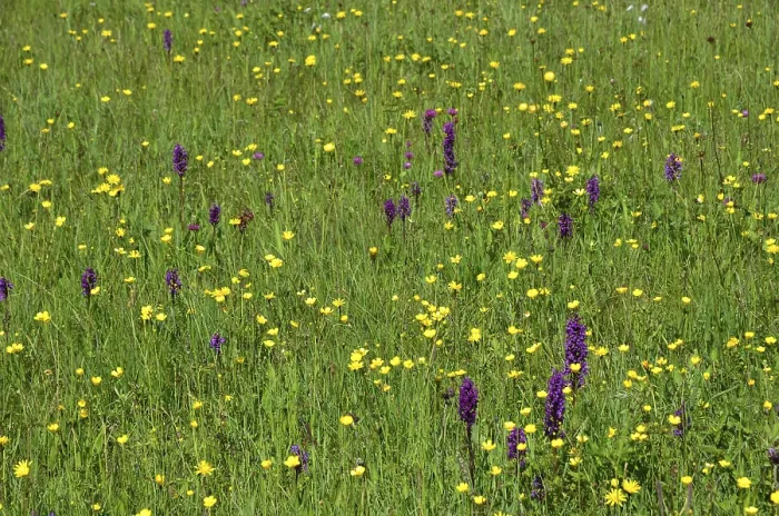 Framed Print : Botany, flora, alpine flowers, mountain meadow Framed Print : Botany, flora, alpine flowers, mountain meadow