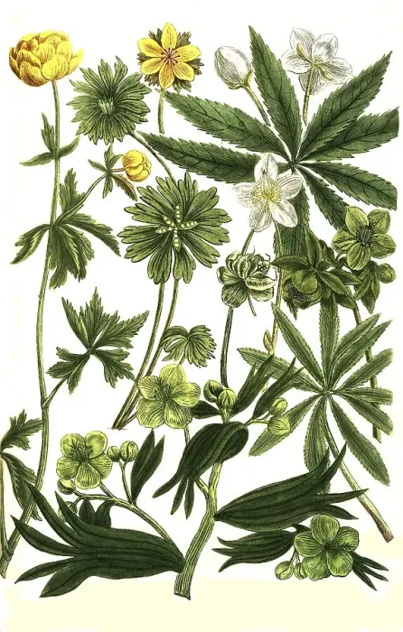 Framed Print : Botany, hellebore (Helleborus) niger foetitus syn Framed Print : Botany, hellebore (Helleborus) niger foetitus syn