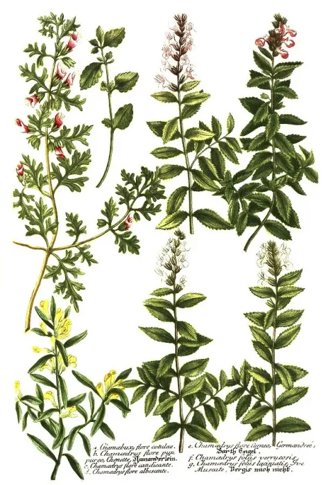 Framed Print : Botany, plant, a. Chamaebuae flore cotuleae Framed Print : Botany, plant, a. Chamaebuae flore cotuleae