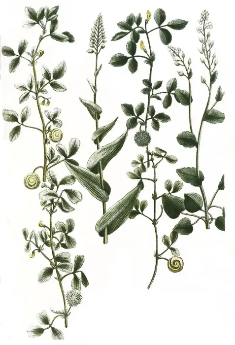 Framed Print : Botany, plant, a. herba scurvygrass (Cochlearia) Framed Print : Botany, plant, a. herba scurvygrass (Cochlearia)