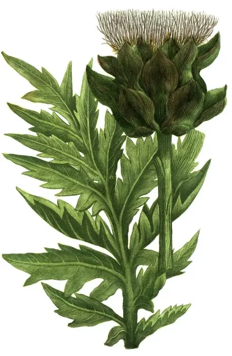 Framed Print : Botany, Plant, Artichoke (Cynara cardunculus) Framed Print : Botany, Plant, Artichoke (Cynara cardunculus)