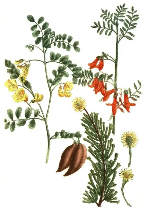 Framed Print : Botany, plant, bladder bush, bladder shrubs