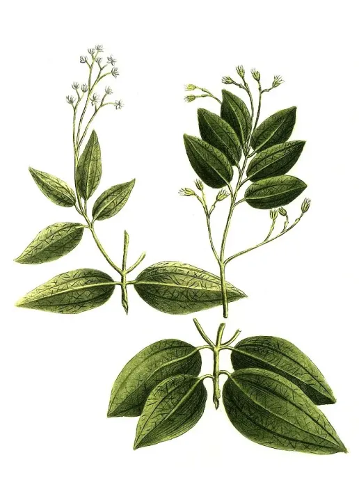 Framed Print : Botany, Plant, cinnamomum verum (Cinnamomum zeylanicum) or Genuine Cinnamon Tree Framed Print : Botany, Plant, cinnamomum verum (Cinnamomum zeylanicum) or Genuine Cinnamon Tree