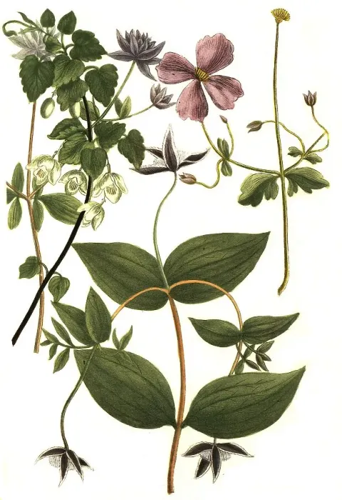 Framed Print : Botany, Plant, Clematis caeruleo Framed Print : Botany, Plant, Clematis caeruleo