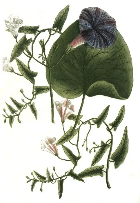 Framed Print : Botany, plant, Convolvulus major