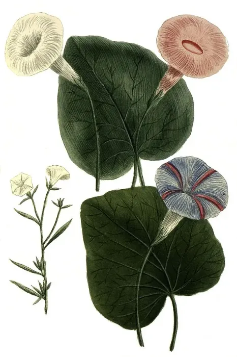Framed Print : Botany, Plant, Convolvulus major flore alboa Framed Print : Botany, Plant, Convolvulus major flore alboa
