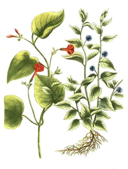 Framed Print : Botany, Plant, Convolvulus, Plants of the genus Winde Framed Print : Botany, Plant, Convolvulus, Plants of the genus Winde