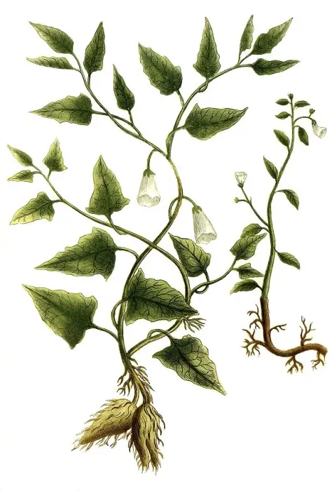 Framed Print : Botany, plant, Convolvulus, plants of the genus Winde